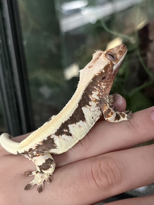 Gekon orzęsiony DP2 cliatus samiec created gecko crestie