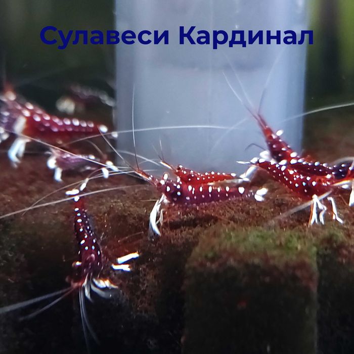 Аквариумные креветки Кардинал, Золотой тигр, TiBee