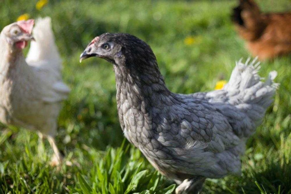 Kury Kokoszki Nioski