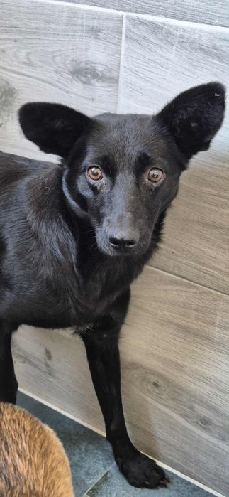 2-letnia suczka do adopcji