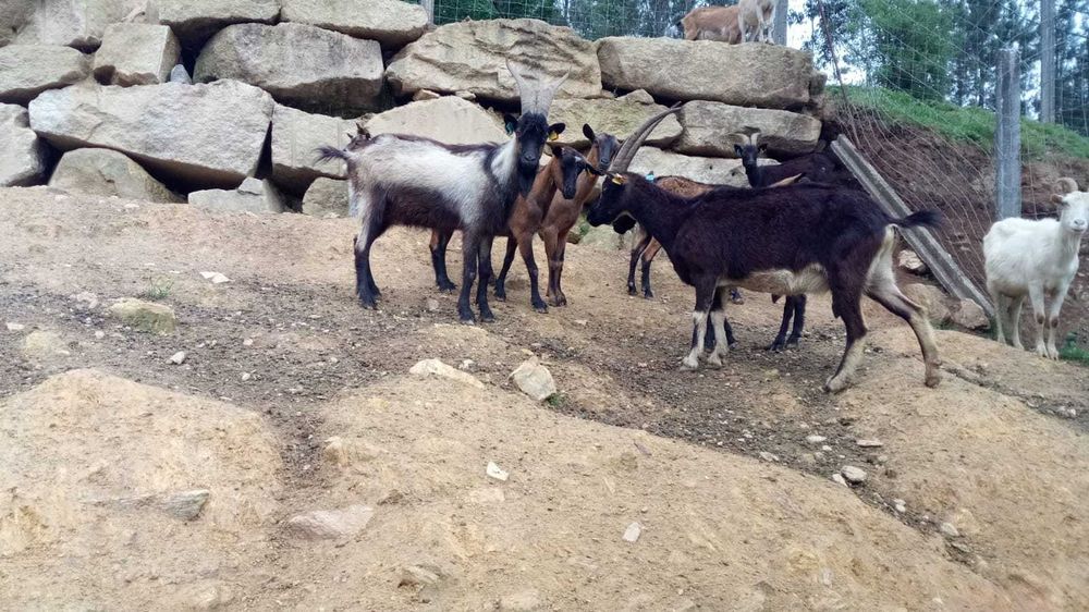 Cabras raça travessa