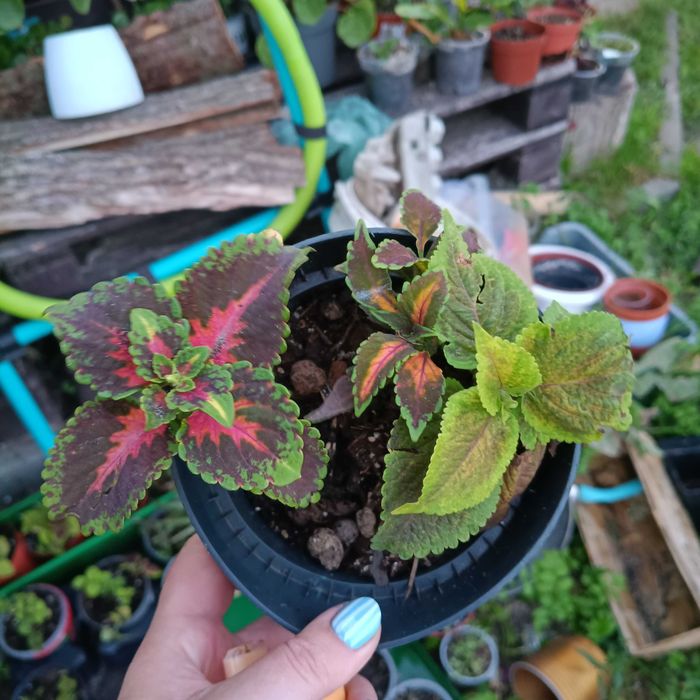 koleusy cała doniczka#2