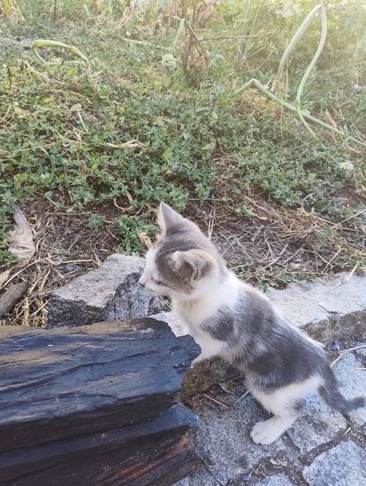 5 gatinhos para adoção
