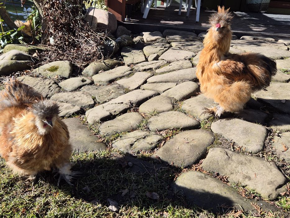 Sprzedam koguty silki