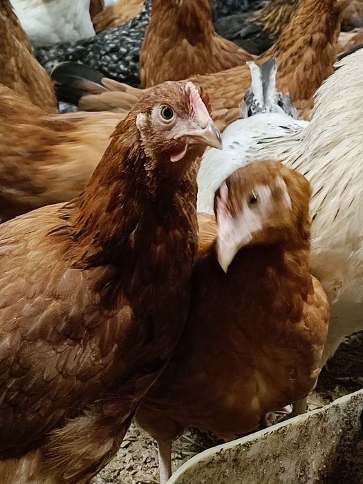 Kury nioski 11 tygodniowe