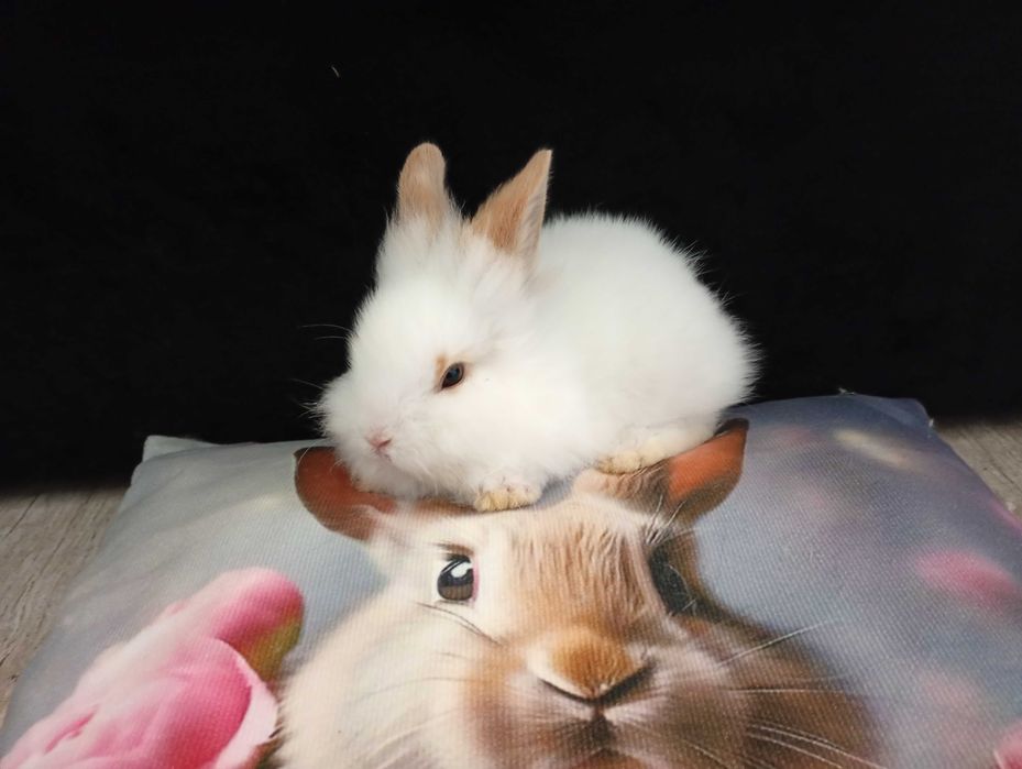 Króliczki miniaturki lewki samczyki i samiczka (Lionhead)