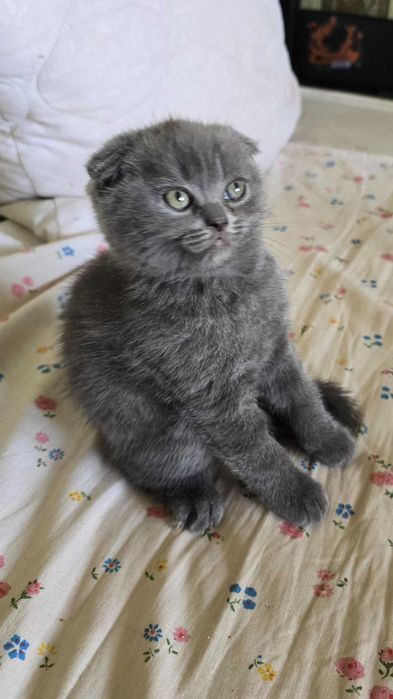 Котенок Скотіш фолд