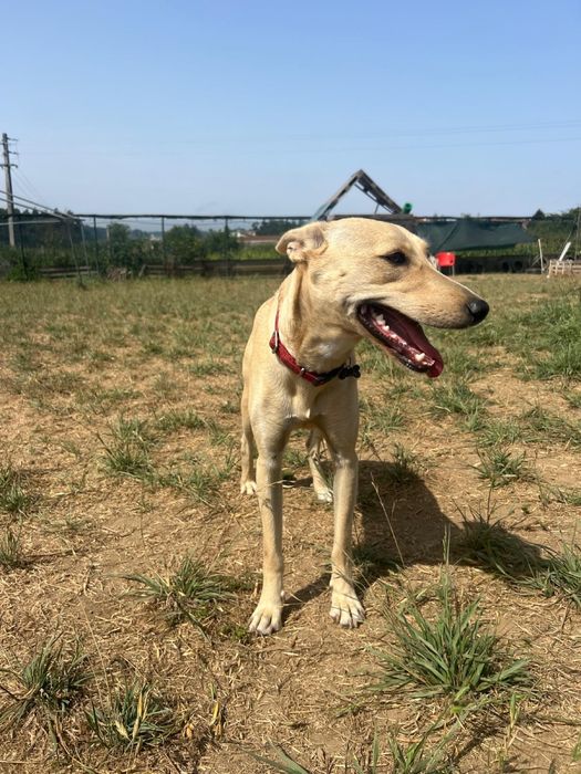 Cadela bebé para adoçao