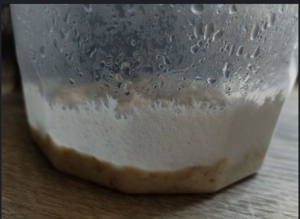 Korzeń do akwarium , itp