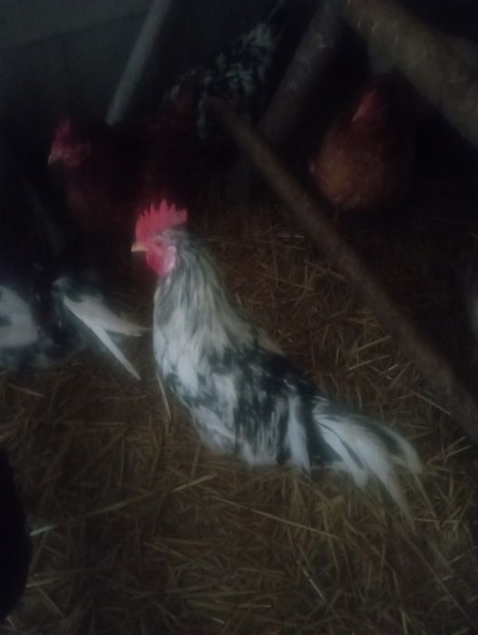 Koguty młode z lata różne gatunki