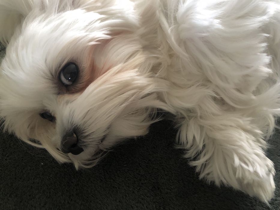 Міні мальтезе