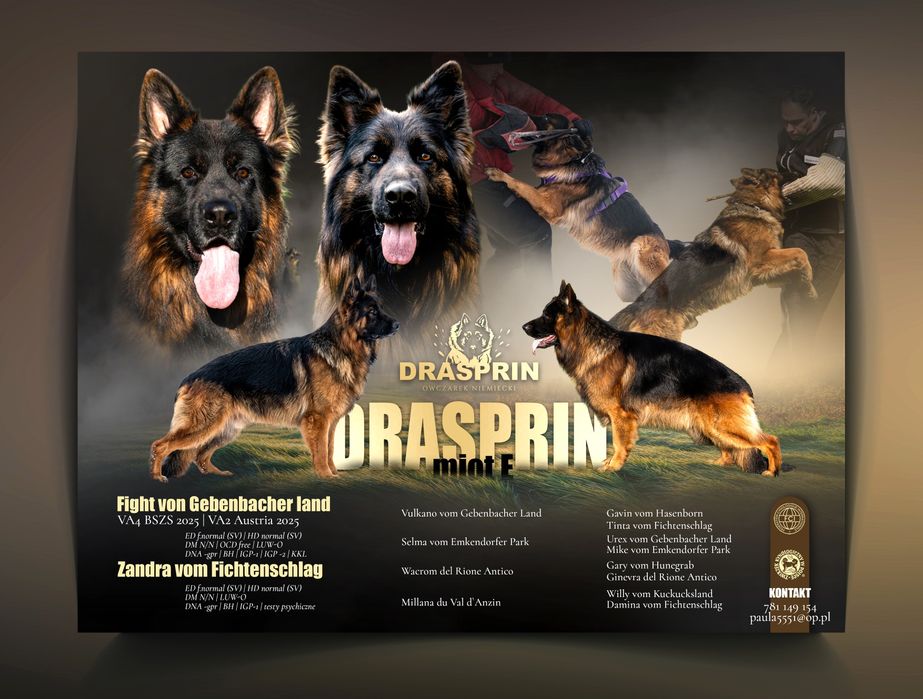 Owczarek Niemiecki Długowłosy ZKwP FCI