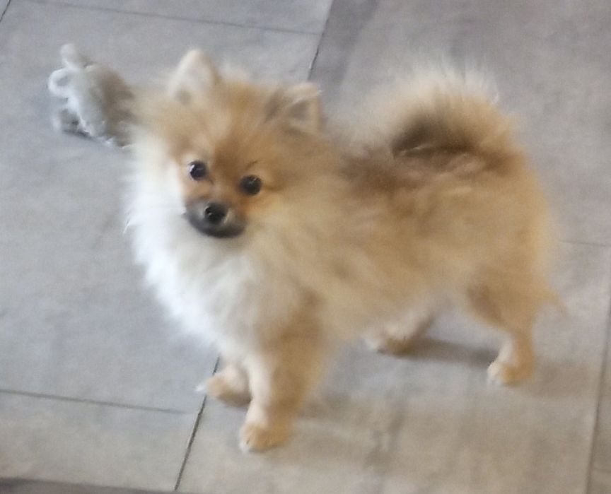 Suczka Szpic miniaturowy xxs