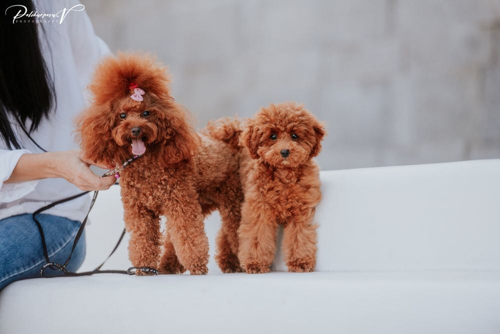 Той-пудель цуценята