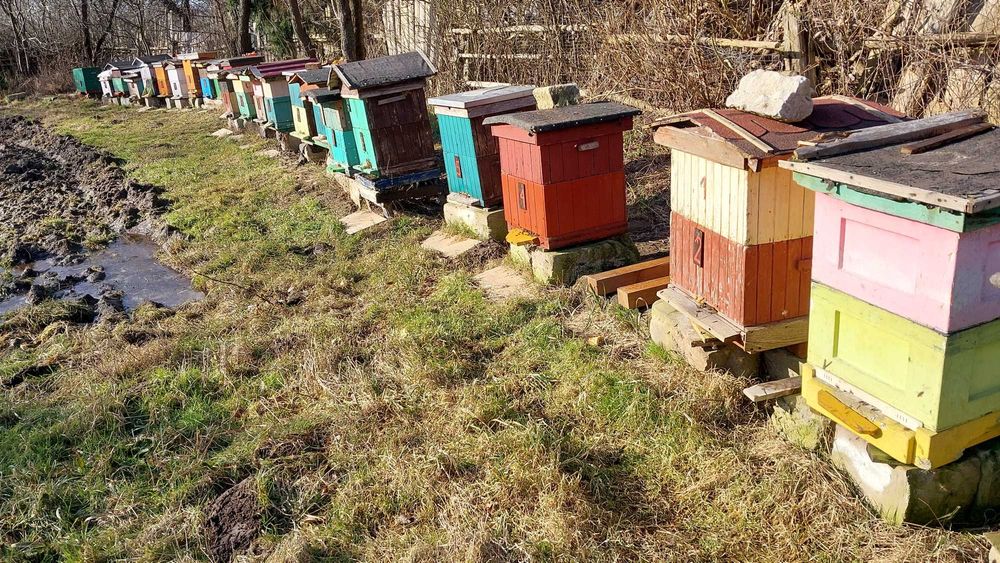 Ule z pszczołami