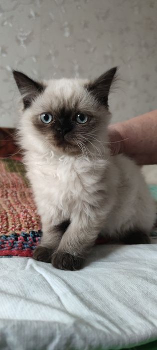 Персидский гималайский котенок мальчик