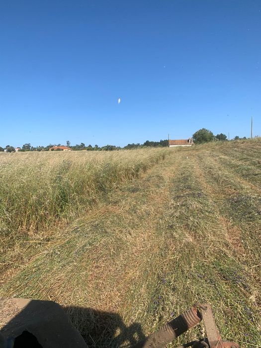 Vendo feno novo, 2025