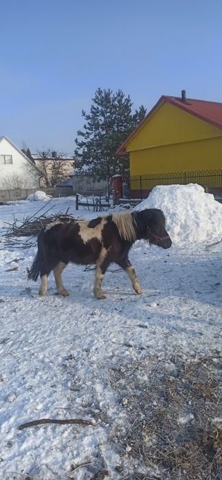 Klacz,kucyki szetlandzkie