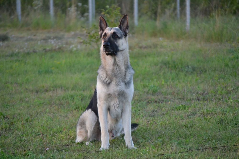 Східноєвропейська вівчарка/вязка