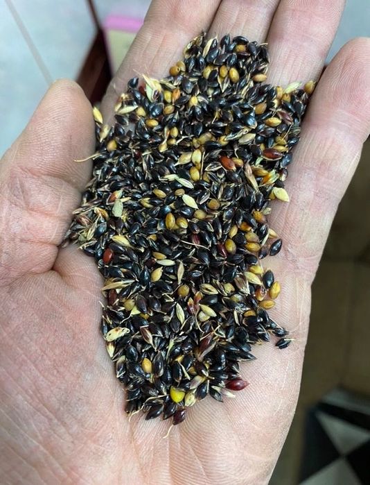 Продам насіння суданки