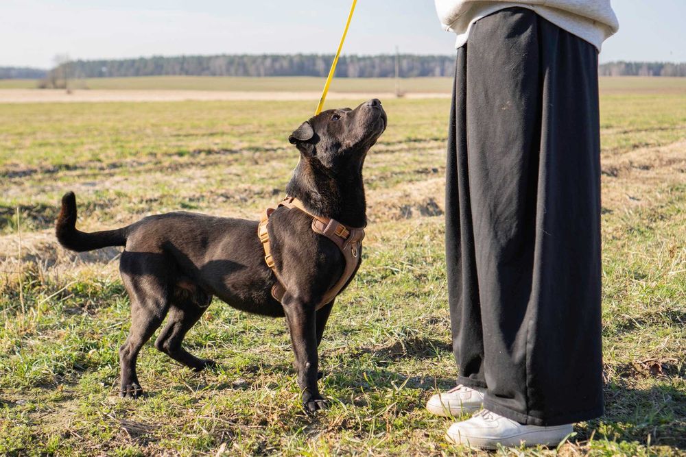 Posłuszny Salwadorek szuka domku
