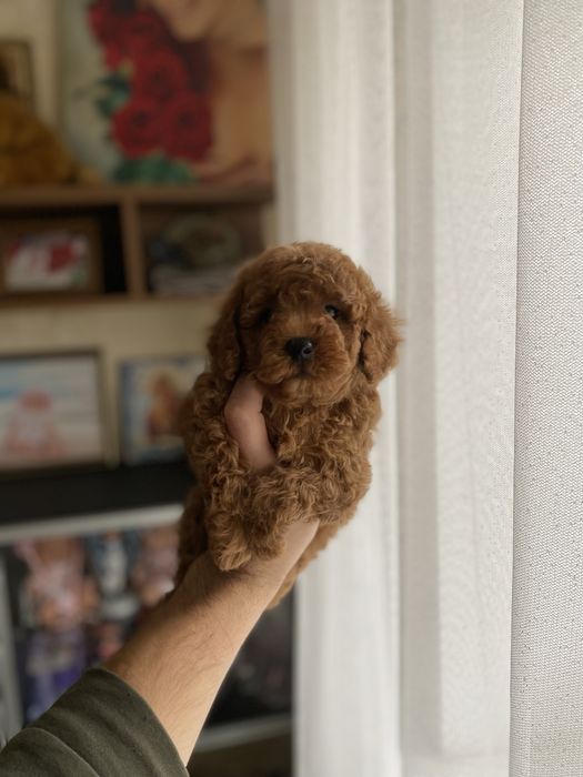 Симпатична дівчинка мальтіпу