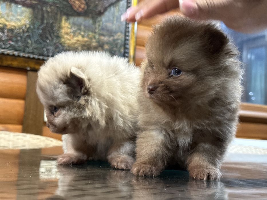 Редкий окрас мерле померанский шпиц