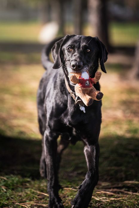 Ira do adopcji! Duża suczka szuka domu!