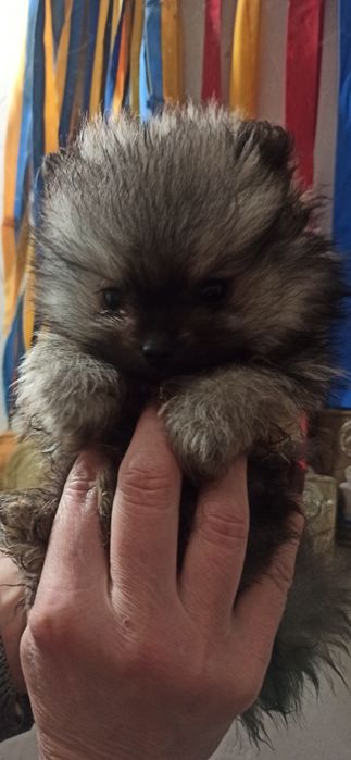 Мини мальчик померанский шпиц.