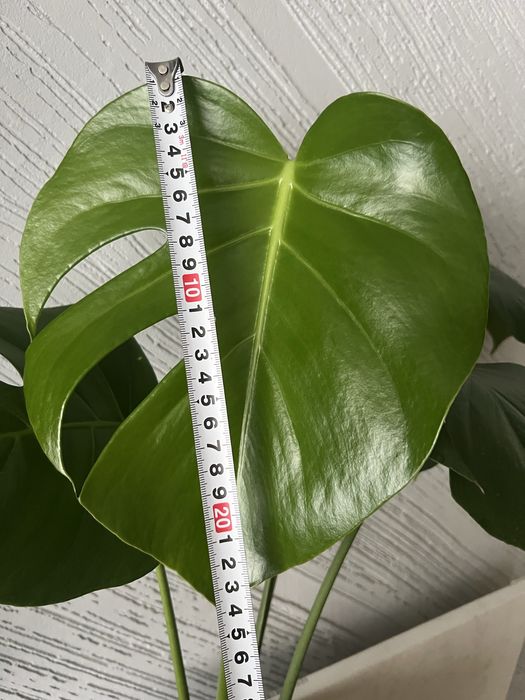 Монстера деліціоза