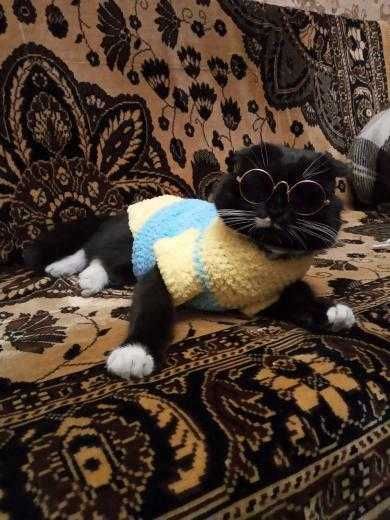 Одежда для кошек, котов, котят и собак. Вязаная одежда для сфинксов