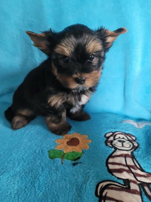 Yorkshire Terrier