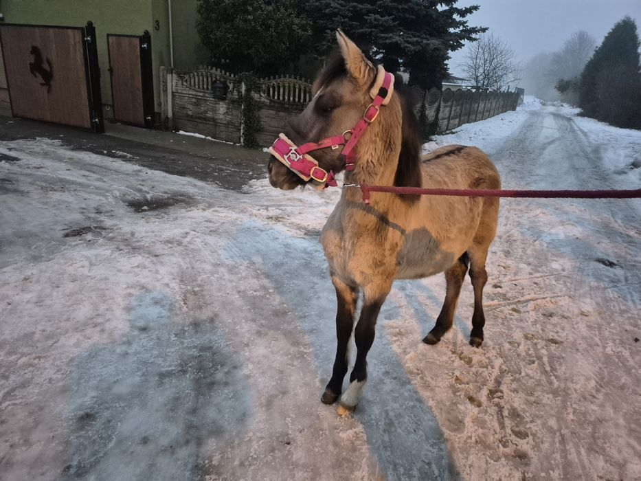 Ogierek Konik Polski
