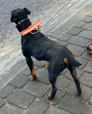 Пропала собака ягдтерьер. Черная. Девочка. Жуляны