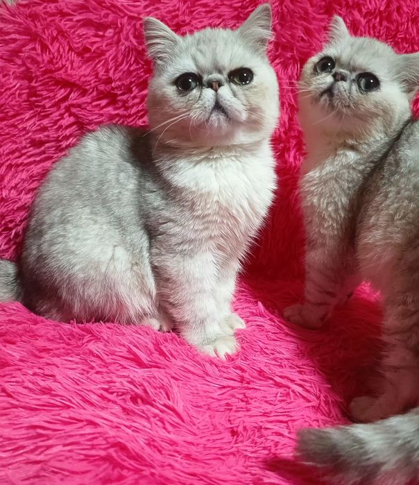 Лагідне кошеня Екзот(Київ)
