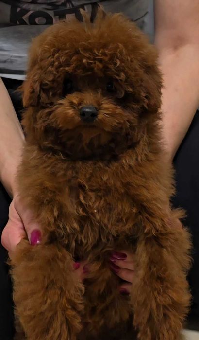 pudel dziewczyna linia chinska