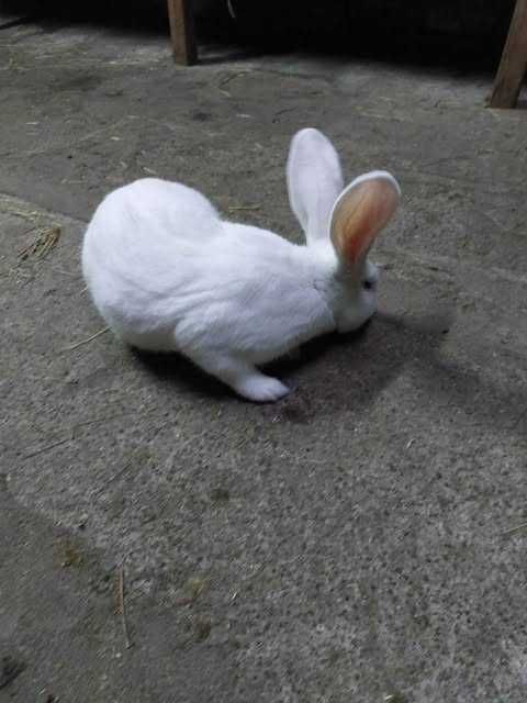 Sprzedam króliki belgi i srokacze.