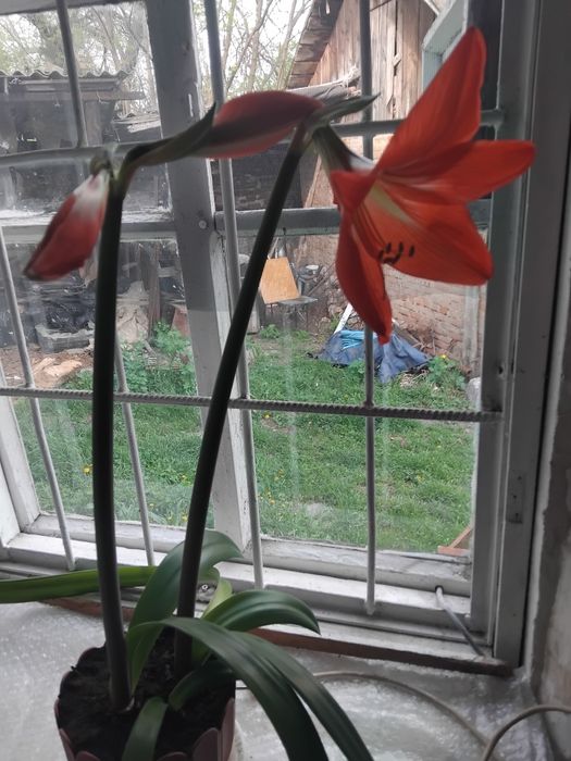 Продам или обмен на фиалку комнатный цветок,цветет красным цветочком