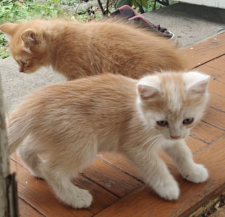 Кошенята. Котята. Котики. Безкоштовно