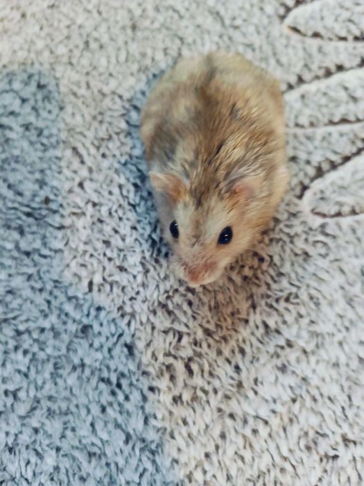 Сhomiki Oddam chomiki po 30 zł za sztukę.