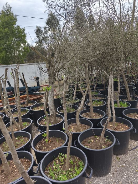 Oliveiras Adultas replantadas em vaso