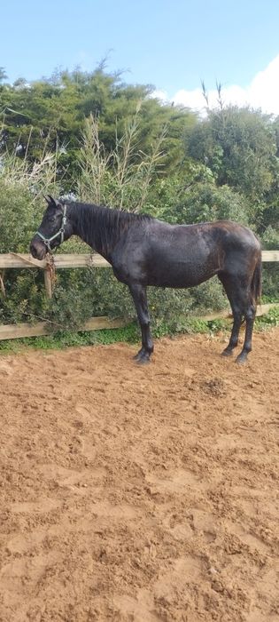 Égua castanha Pezanha