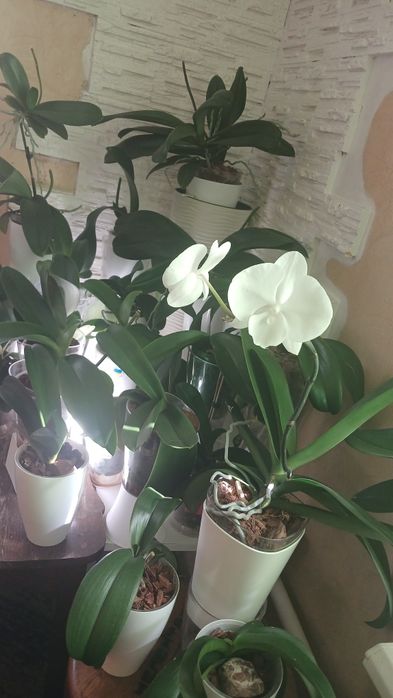 Орхідеї домашні продам