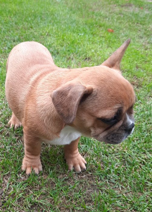 Szczeniaczek buldog francuski
