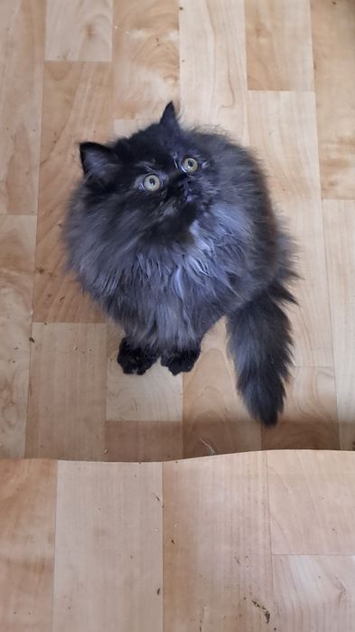 Cudowny kotek perski