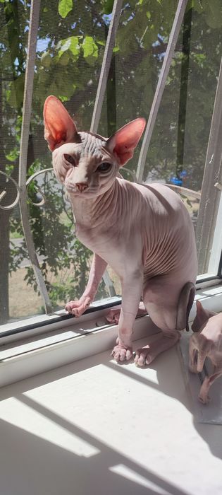 Вязка сфинкс мальчик