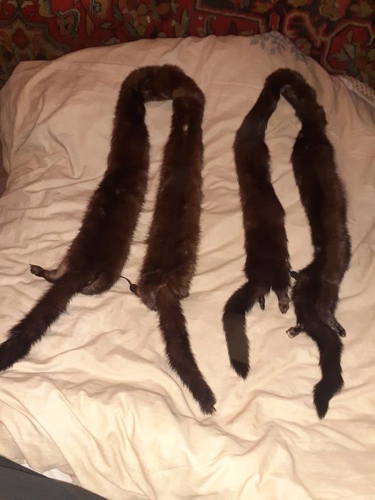 Воротник, либо пояс, с застежкой