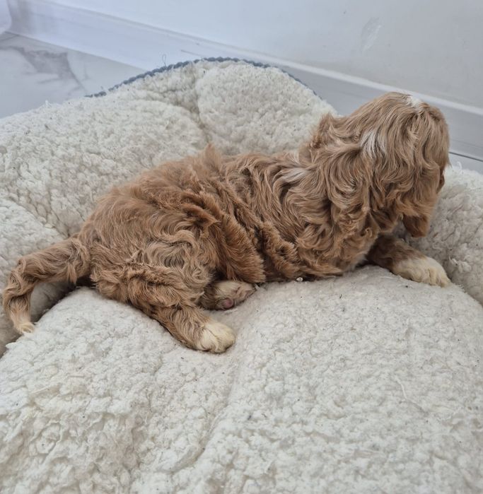 Suczka Cockapoo f1 Cocker spaniel- Pudel