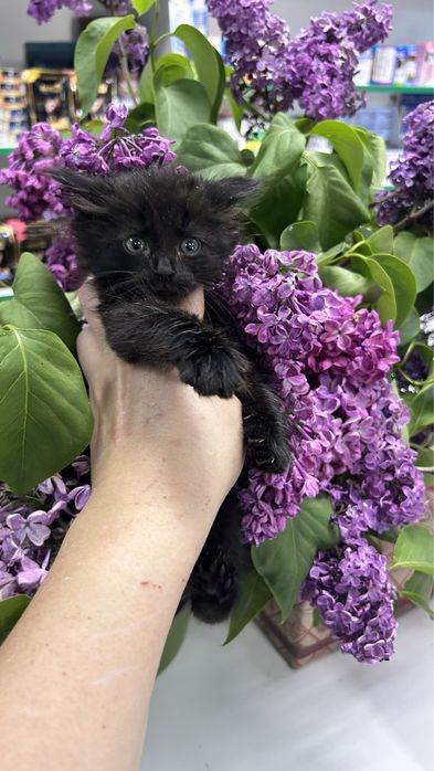 Девочка котенок 1,5 мес