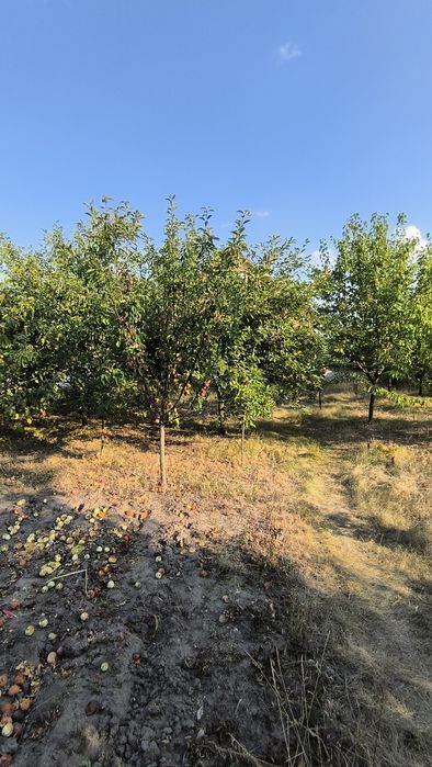 Будинок Стара Балашівка Сертифікат